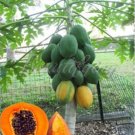 Sweet Maradol Papaya Seed Outdoor Edible Tropical Juicy Jardin Fruit Heirloom Organic Garden Dwarf F
