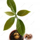 Japanese Cinnamon Dwarf Tree Home Garden,Seed Tree Easy GrowingItem NO.: CO-1774