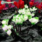 Green Edge White Cyclamen Flower Seed Perennial Flowering Plants Cyclamen SeedItem NO.: CO-1772