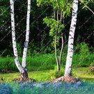 White Birch Tree, Rare Russian Heirloom Sacred White Birch, High Survival Rate of Trees PlantedItem 