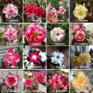 16 Types Adenium Seeds Red, White Red Stripe,White Red Edge ect Double Single Desert RoseItem NO.: D