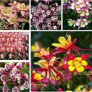 European Columbine, MixedItem NO.: CO-1127