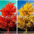 Ginkgo Tree African Outdoor Bright TreeItem NO.: CO-1124