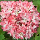 Thousand-Hand Kwan-yin' Geranium Pink White Flowers Seeds, 10 Seeds, Rare Pelargonium Cluster of Bal