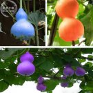 6PCS Blue Orange Purple Bottle Gourd Seeds Annual Home Garden Beautiful Decorative PlantItem NO.: QC
