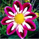 Symbolizes Courage' Dahlia Flower Seeds 50PCS Perennial Purple Black White FlowersItem NO.: DL121C