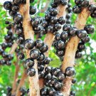 1PC Jabuticaba Fruit Seed Brazilian Grape Tree Seed (all sprouted, we removed it first)Item NO.: DL1