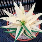 100pcs Succulents Seed Plant,Aloe Vera Seeds,Beauty Edible Cosmetic Bonsai Plants SeedsItem NO.: 537