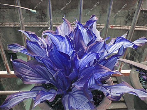 Exotic Hosta Plant Seed Four Seasons Flower Perennial Mixed Plantain Lily Flower Ground Cover Flower