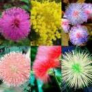 100pcs 6 Colors Yellow Pink Red Mimosa Pudica Bonsai Seeds Flowers Sensitive Plant Home Garden Bonsa