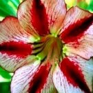 Adenium Obesum 'BondyRed'Item NO.: CO-1053