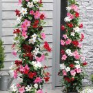 Mandevilla Sanderi, MixedItem NO.: CO-1023 Mandevilla Sanderi, MixedItem NO.: CO-1023