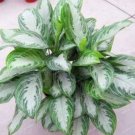 100Pcs Rare Aglaonema spp Seeds High Humidity Easy Grow Office Desk Bonsai Air Freshening Plants Rad