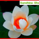 Red Heart Lotus Flower Seeds Gorgeous Aquatic Plant DIY home gardenItem NO.: DL201C