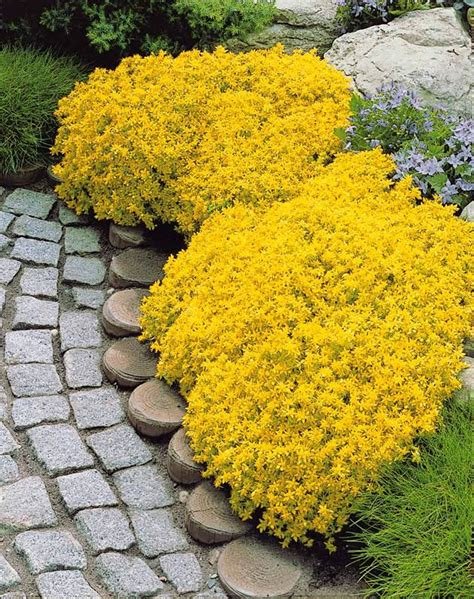 100pcs/bag Creeping Thyme Seeds Yellow Rock Cress Seeds Perennial Ground cover flowerItem NO.: DL202
