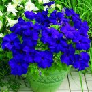 100 Seeds/pack, Rare Sky Blue Petunia Seeds Bonsai Flower Annual Morning Glory Potted Flower for DIY