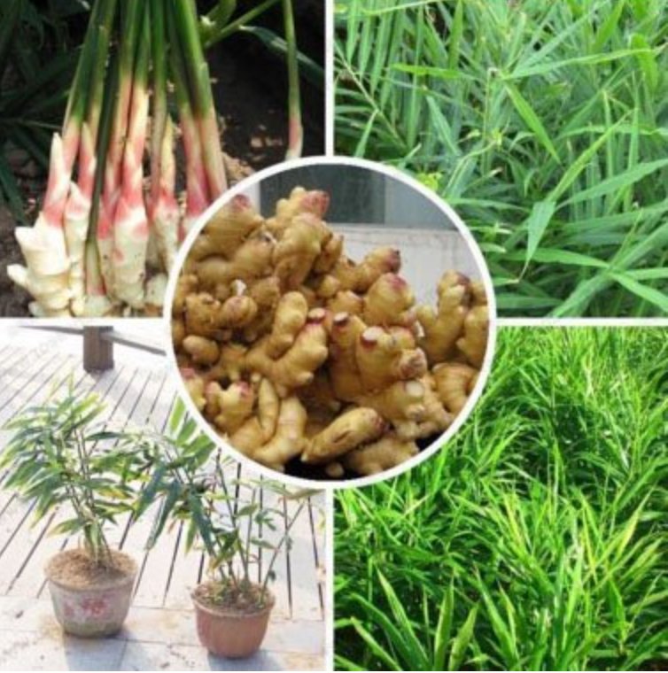 Perennial ginger seeds vegetable seeds zingiber officinale seeds balcony fruits and vegetables - 100