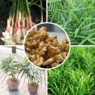 Perennial ginger seeds vegetable seeds zingiber officinale seeds balcony fruits and vegetables - 100