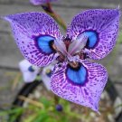 200 seeds Phalaenopsis Butterfly Orchid Seeds Flower Seeds,Orchid Plants,Orchid Plants, Easy PlantIt