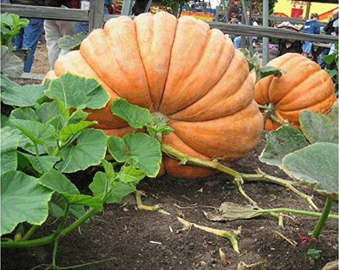 20Pcs Super Large Pumpkin SeedsItem NO.: DL285C