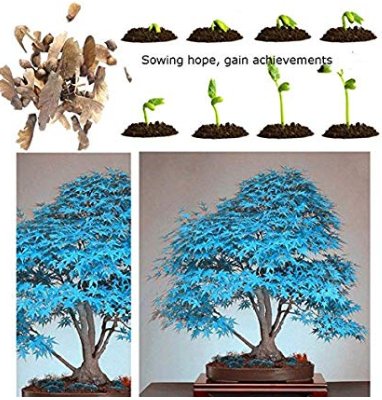 Maple Tree Palatum Bonsai 20pcs Purple Blue Ghost Japanese Flower Seeds Tree Seeds Potted Plant For 