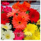 100 Seeds A Bag Sale! Gerbera Daisy Hybrids Mix Flower Seeds Bonsai plants easy to grow Seeds for ho