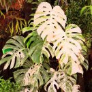 Palm Tree Turtle Leaves Monstera Variegated Seeds Rare Tree Mixed color Ornamental DL303CItem NO.: D Palm Tree Turtle Leaves Monstera Variegated Seeds Rare Tree Mixed color Ornamental DL303CItem NO.: D