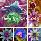 120pcs Fresh Passion Flowers SeedsItem NO.: DL304C