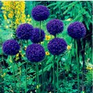 100 Seeds Giant Onion Seeds Allium Giganteum Flower Seed Flower plantItem NO.: DL315C