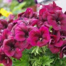 Geranium Dark Red Light Purplish Semidouble Flowers SeedsItem NO.: DL323C