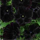 Petunia Black 'Velvet' Bonsai Annnual Flowers 200pcs Seeds Slightly Ruffled Flower for Home Garden H