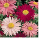 Painted Daisy Seeds 300+ Flower USA SELLER  PERRENIAL MULTI-COLOR