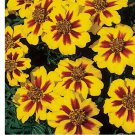 1000 Seeds French Marigold Naughty Marrietta Seeds, Dwarf Compact