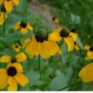 1500 Seeds Clasping Coneflower Seeds, Dracopis Amplexicaulis, Clasping-Leaf