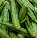 125 Seeds Perkins Long Pod Okra Seeds, NON-GMO, Spineless, Large Okra