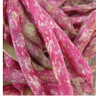 55 Seeds French Horticulture Shell Bean Seeds, Haricot Tarbais, NON-GMO