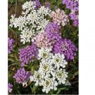 1500 Seeds Globe Candytuft Seeds, Iberis umbellata, Beautiful Colorful Blooms