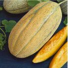 250 Seeds Banana Melon Seeds, Banana Cantaloupe, Aromatic, NON-GMO