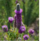 4000 Seeds Purple Prairie Flower, Violet Prairie Clover, Attracs Pollinators