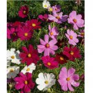 1000 Seeds Dwarf Cosmos Seed Mix, Short & Compact, Colorful, Pollinators