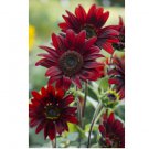 300 Seeds Chocolate Cherry Sunflower, , Beautiful Ornamental Sunflower