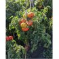 250 Seeds Oregon Spring Tomato Seeds, Cool Climate Tomato, NON-GMO, Heirloom