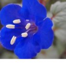 CALIFORNIA BLUEBELL FLOWER SEEDS 100 FRESH SEEDS BLUE BELL