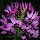 100+ Cleome seeds / Spider Flower, organically grown, harvested