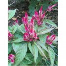 magenta Flamingo Feather Celosia Spicata / Wheat Flower, organic 200 seeds