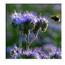 PURPLE TANSY 1000 Seeds Fiddleneck Lacy Phacelia Flower Nectar Rich Bulk