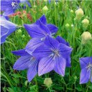 BALLOON FLOWER 20 FRESH FLOWER SEEDS