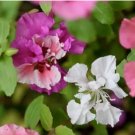CLARKIA FLOWER SEEDS 100 FRESH SEEDS  PINK/LAVENDER/WHITE