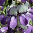 CHINESE HOUSE FLOWER SEEDS  100 FRESH SEEDS PURPLE