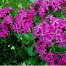CATCHFLY FLOWER 100 FRESH SEEDS  SILENE ARMERIA